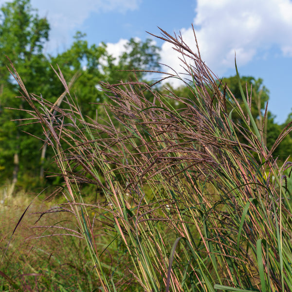 Rain Dance Big Bluestem