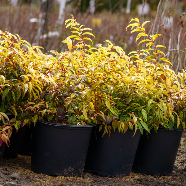 Rainbow Leucothoe - Leucothoe - Shrubs