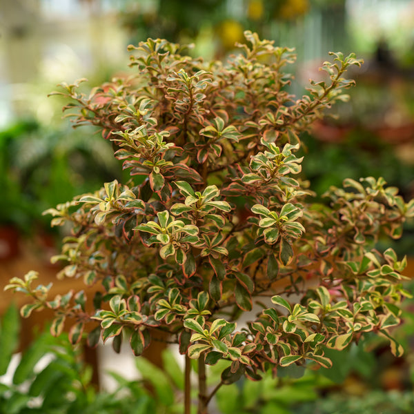 Rainbow Surprise Mirror Plant