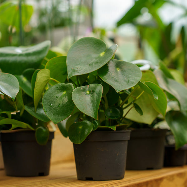 Raindrop Peperomia