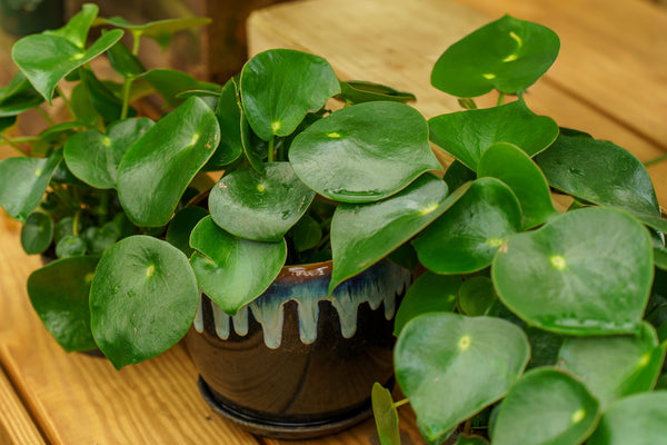 Raindrop Peperomia