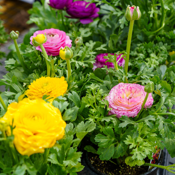 Ranunculus - Early Spring Other Perennials - Perennials