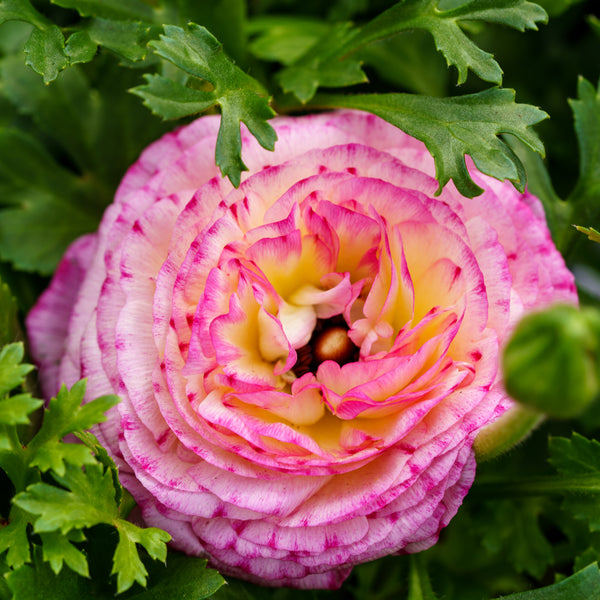 Ranunculus - Early Spring Other Perennials - Perennials