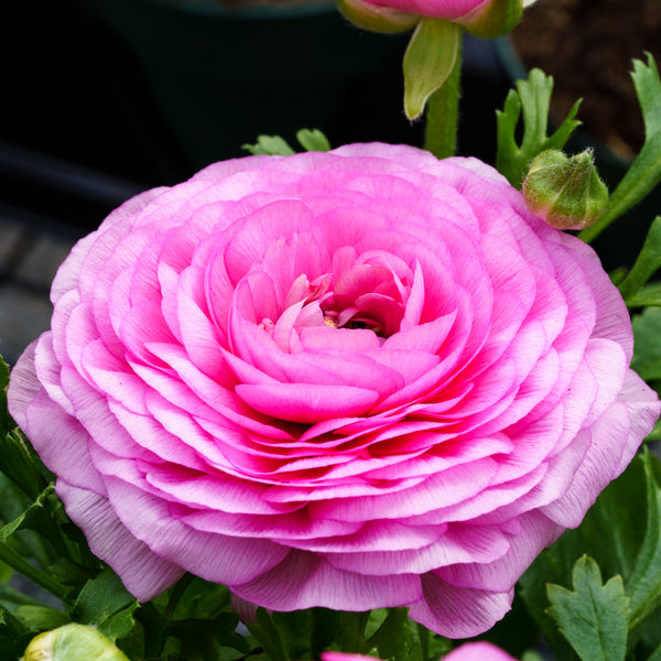 Ranunculus - Early Spring Other Perennials - Perennials