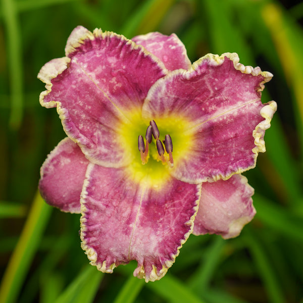 Raspberry Eclipse Daylily