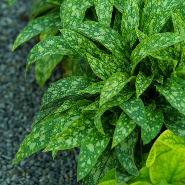 Raspberry Frost Lungwort