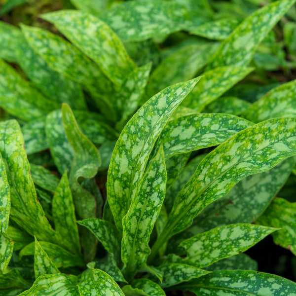 Raspberry Frost Lungwort