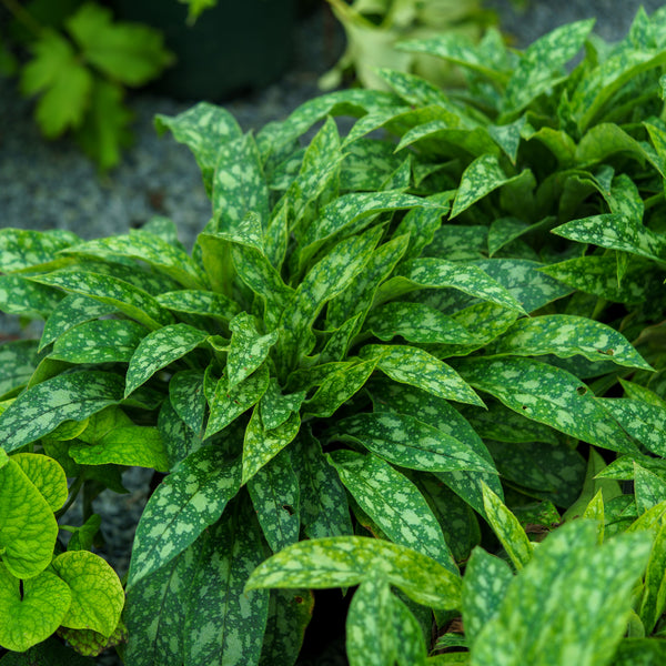 Raspberry Splash Lungwort