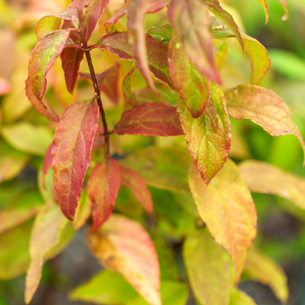 Raspberry Sundae Deutzia