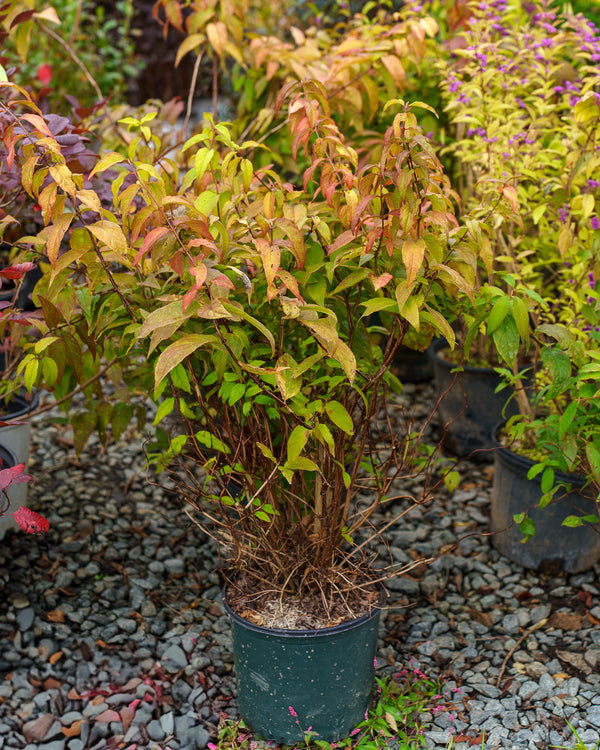 Raspberry Sundae Deutzia