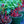 Load image into Gallery viewer, Raspberry Sundae Peony
