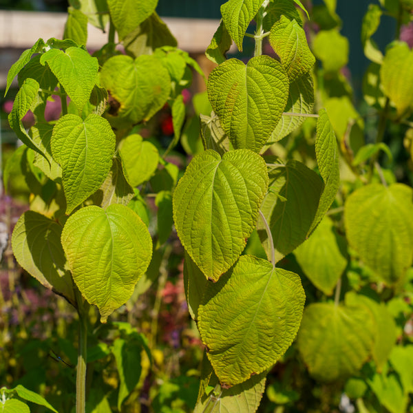 Raspberry Truffle Sage