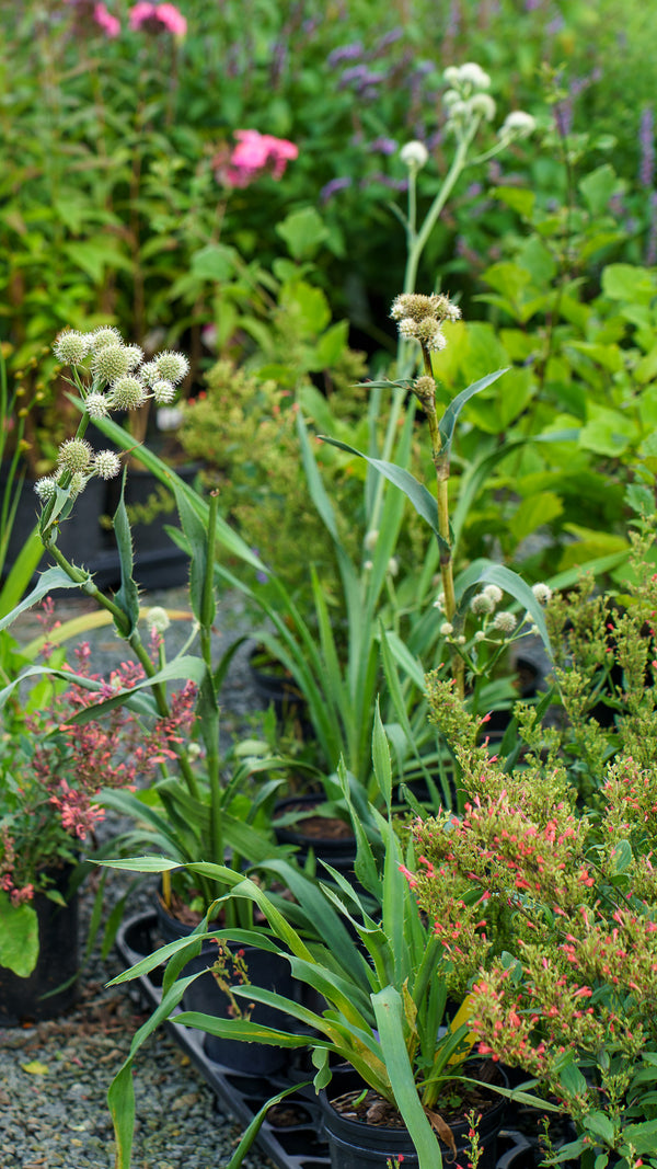 Rattlesnake Master