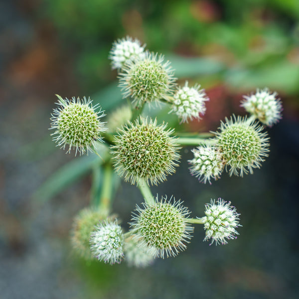 Rattlesnake Master