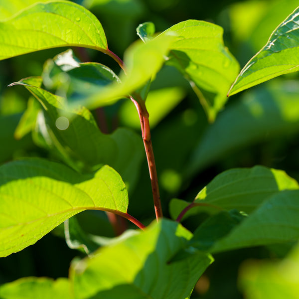 Red-Twig Dogwood