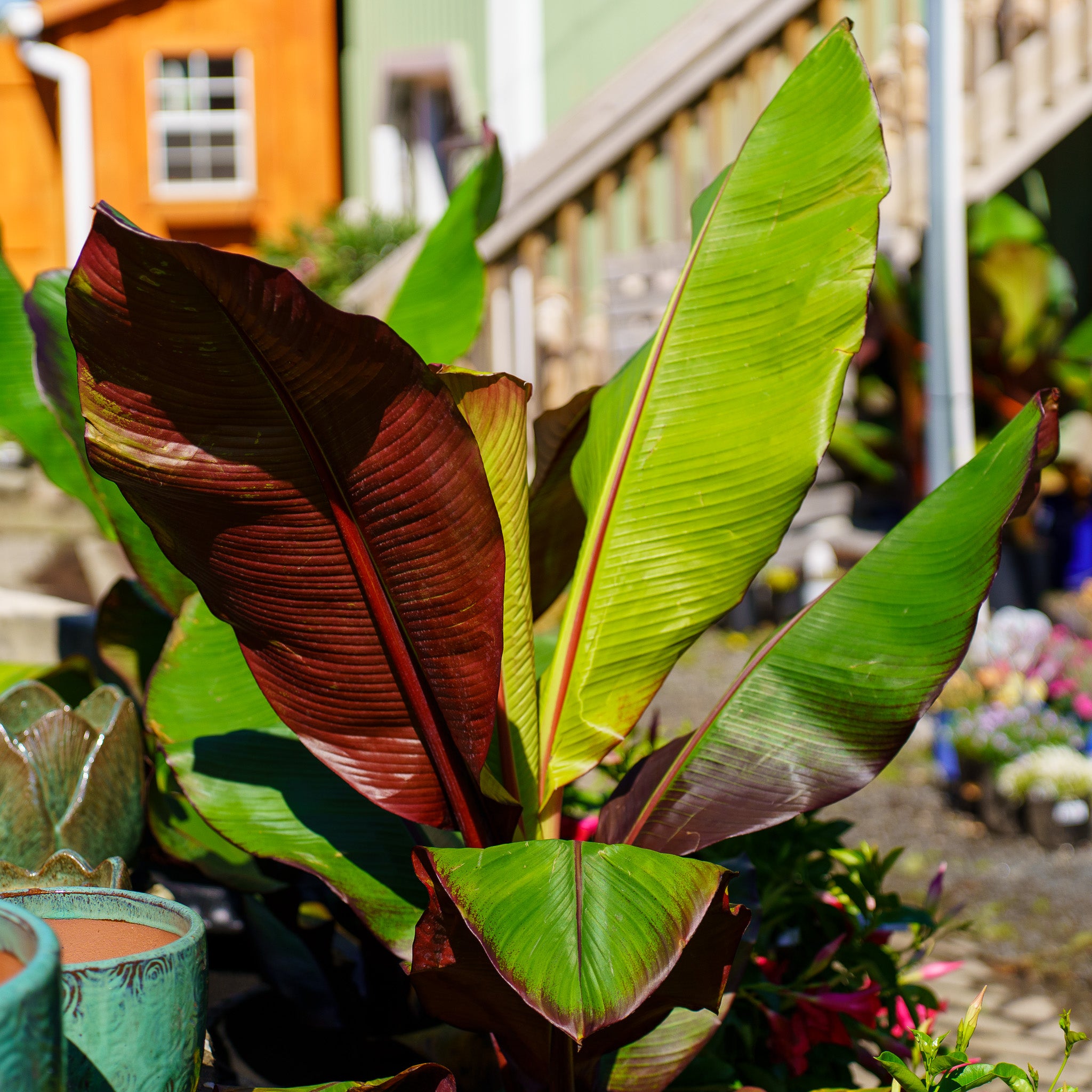 red pot abyssinian banana plant Red Abyssinian Banana – Plant Detectives