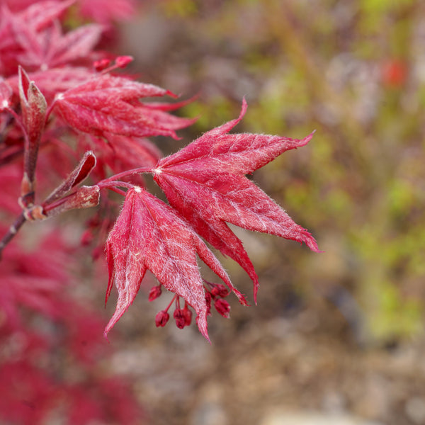 Red Baron Japanese Maple