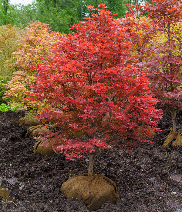 Red Baron Japanese Maple