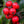 Load image into Gallery viewer, Red Beauty Holly - Holly - Hollies
