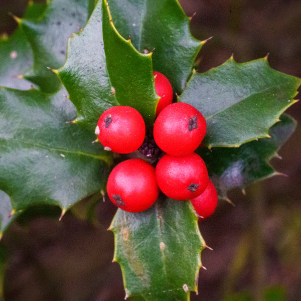 Red Beauty Holly - Holly - Hollies