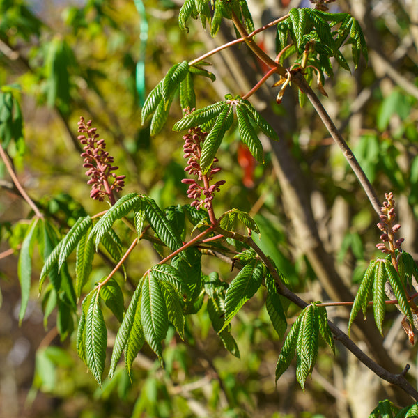 Red Buckeye - Other Shrubs - Shurbs