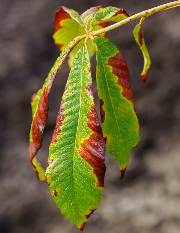 Red Buckeye