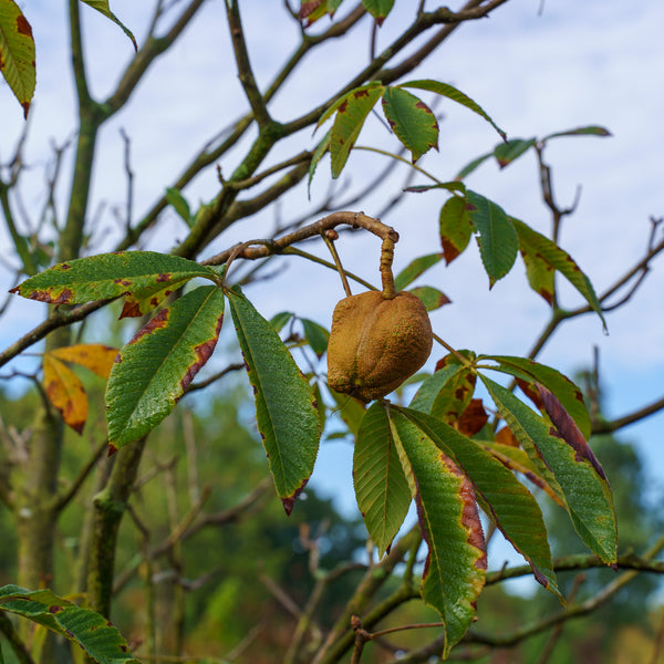 Red Buckeye