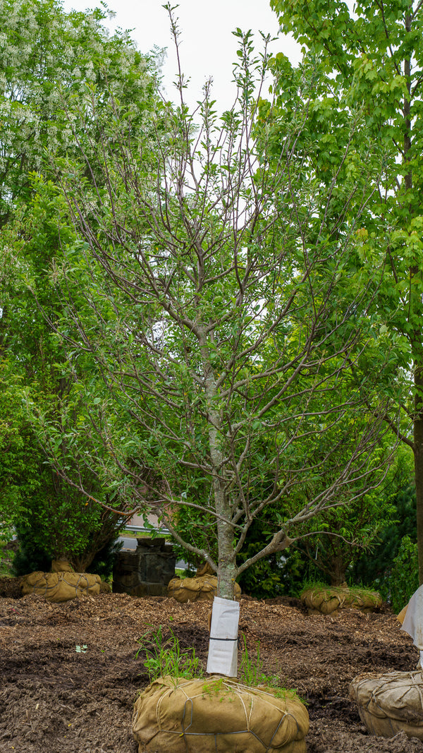 Red Delicious Apple Tree