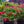 Load image into Gallery viewer, Red Double Knock Out Rose - Rose - Shrubs
