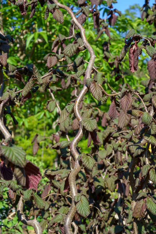 Red Dragon Contorted Filbert - Other Shrubs - Shrubs