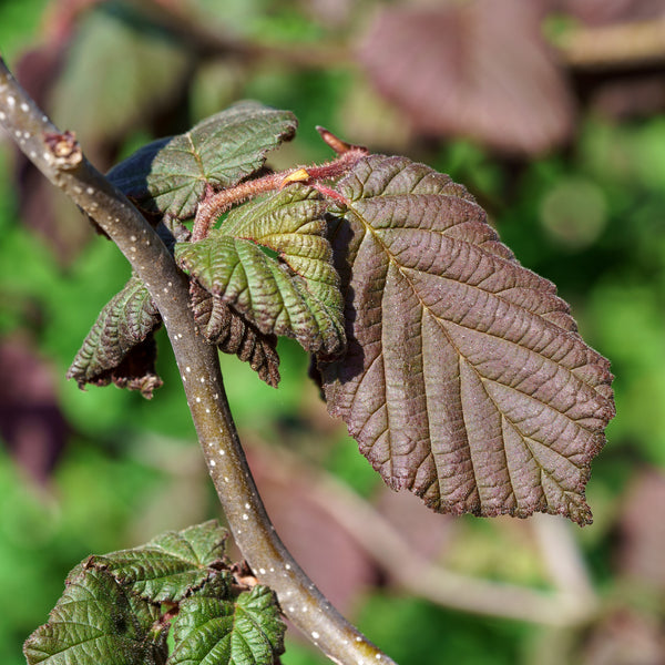 Red Dragon Contorted Filbert - Other Shrubs - Shrubs