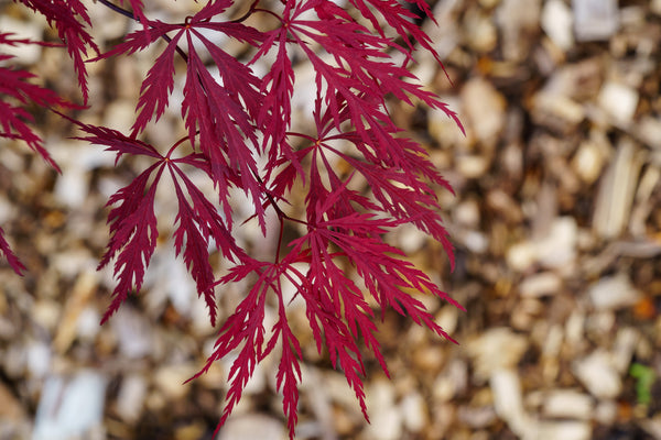 Red Dragon Japanese Maple - Japanese Maple - Japanese Maples