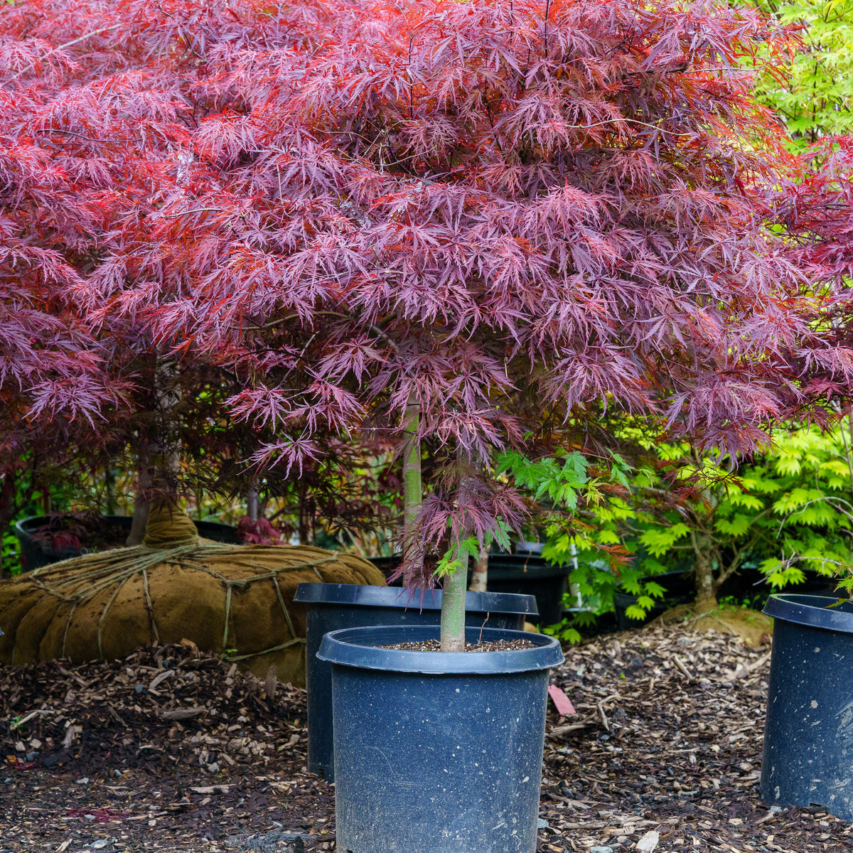 Japanese Red Maple Invasive Red Dragon Japanese Maple – Plant Detectives