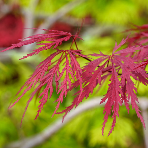 Red Dragon Japanese Maple - Japanese Maple - Japanese Maples