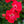 Load image into Gallery viewer, Red Dift Rose - Rose - Shrubs
