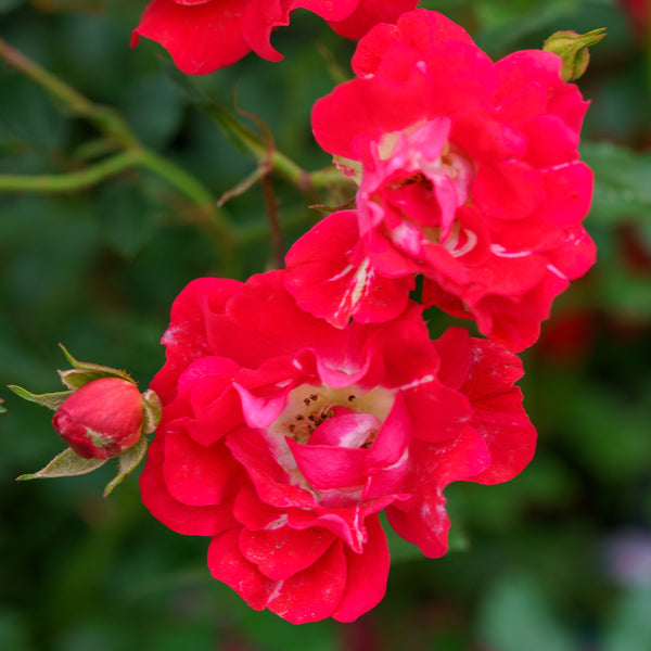 Red Dift Rose - Rose - Shrubs