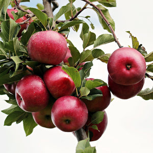 Red Fuji Apple Tree - Apple - Fruit Trees