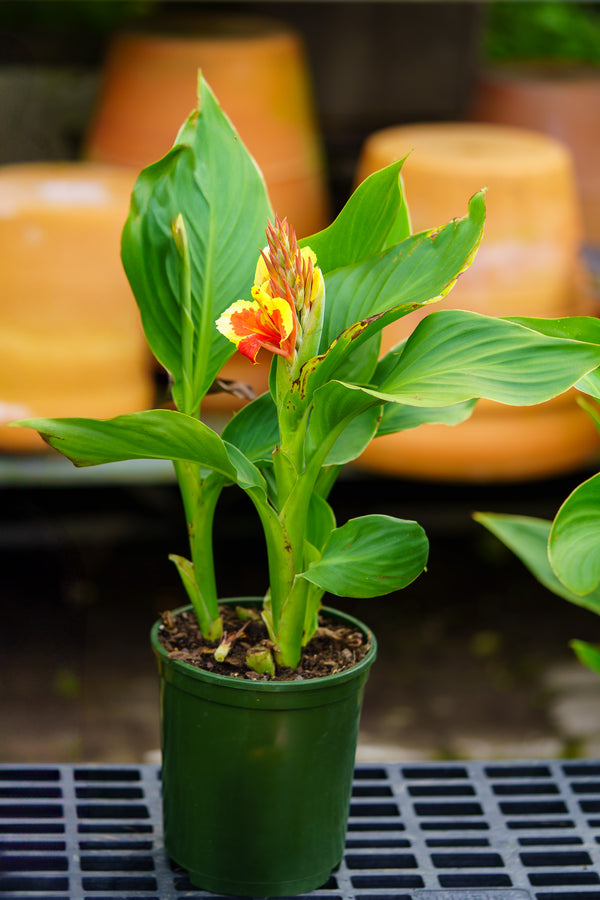canna lily indoor plant Cannova Red Golden Flame Canna Lily – Plant Detectives