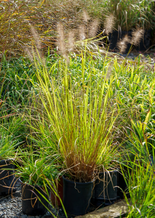 Red Head Fountain Grass