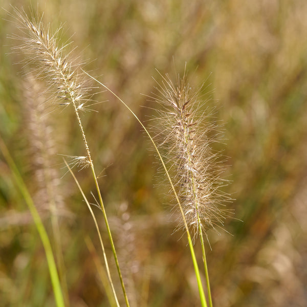 Red Head Fountain Grass