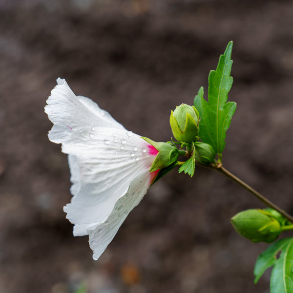 Red Heart Rose of Sharon