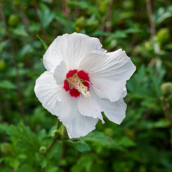 Red Heart Rose of Sharon