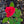 Load image into Gallery viewer, Red Double Knock Out Rose
