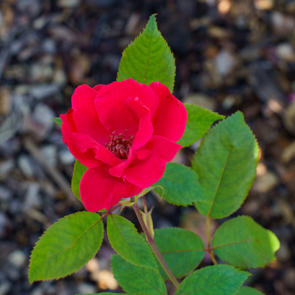 Red Knock Out Rose