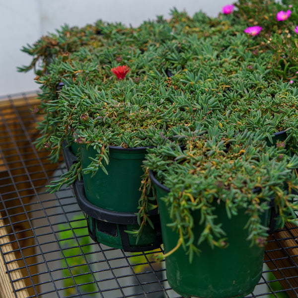 Red Mountain Flame Ice Plant