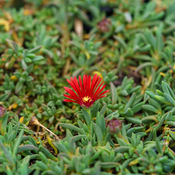 Red Mountain Flame Ice Plant