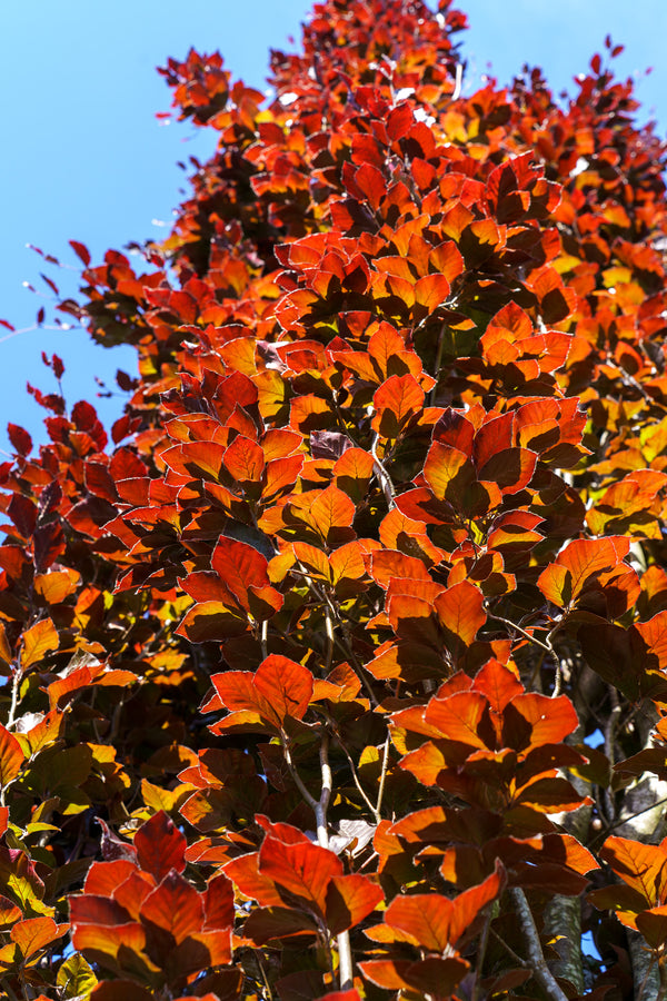 Red Obelisk European Beech - Beech - Shade Trees