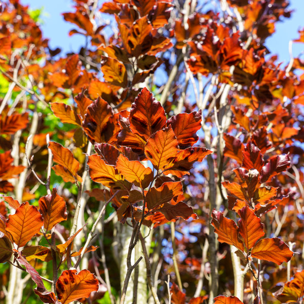 Red Obelisk European Beech - Beech - Shade Trees