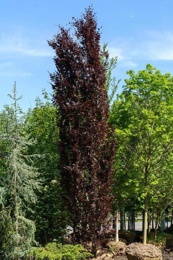 Red Obelisk European Beech - Beech - Shade Trees