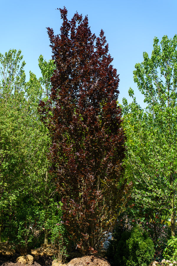 Red Obelisk European Beech - Beech - Shade Trees